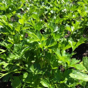 Italian flat leaf parsley